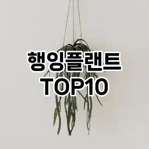 [핫딜안내]행잉플랜트 추천 순위  TOP10 구매가이드 2026년 2월 1주차